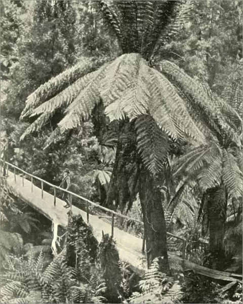 A Rustic Bridge, 1901. Creator: Unknown
