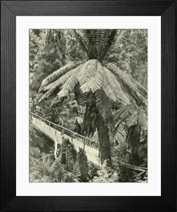 Framed Print : A Rustic Bridge, 1901. Creator: Unknown Framed Print : A Rustic Bridge, 1901. Creator: Unknown