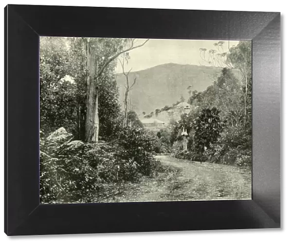 On the Illawarra Road, N. S. W. 1901. Creator: Unknown