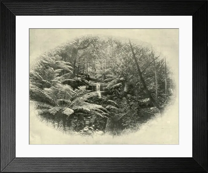 Framed Print : Fern Tree Gully, Tasmania, 1901. Creator: Unknown Framed Print : Fern Tree Gully, Tasmania, 1901. Creator: Unknown