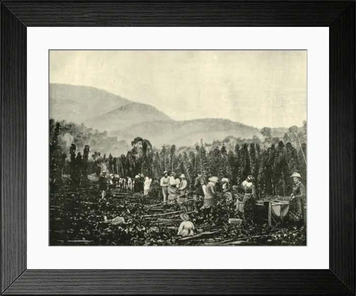 Framed Print : Hop Picking in Tasmania, 1901. Creator: Unknown Framed Print : Hop Picking in Tasmania, 1901. Creator: Unknown