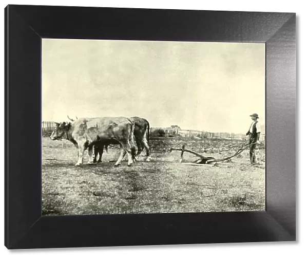 A Bullock Plough Team, 1901. Creator: Unknown