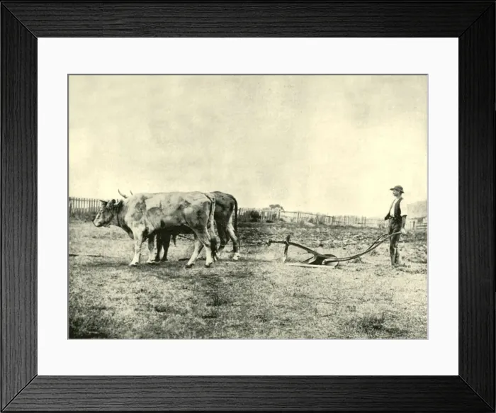 Framed Print : A Bullock Plough Team, 1901. Creator: Unknown Framed Print : A Bullock Plough Team, 1901. Creator: Unknown