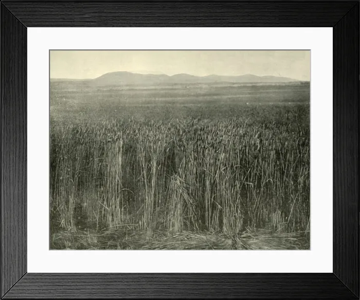 Framed Print : Wheat Field, Canning Downs, Queensland, 1901. Creator: Unknown Framed Print : Wheat Field, Canning Downs, Queensland, 1901. Creator: Unknown