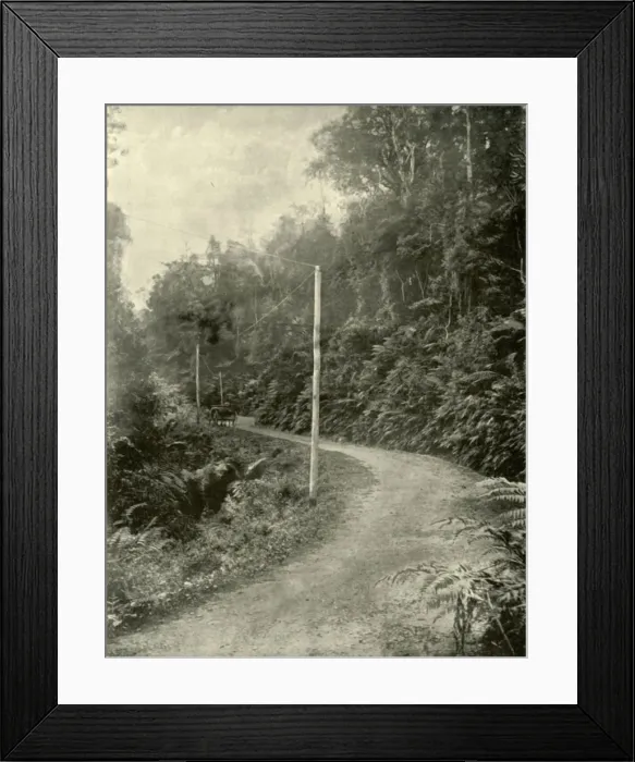Framed Print : Fern Growth, Illawarra, New South Wales, 1901. Creator: Unknown Framed Print : Fern Growth, Illawarra, New South Wales, 1901. Creator: Unknown