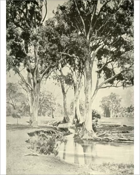 Old Gums, Mt. Crawford, South Australia, 1901. Creator: Unknown