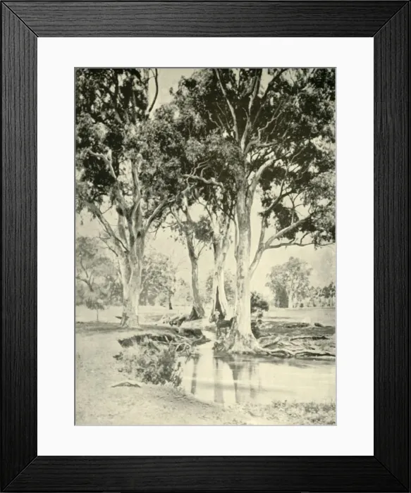 Framed Print : Old Gums, Mt. Crawford, South Australia, 1901. Creator: Unknown Framed Print : Old Gums, Mt. Crawford, South Australia, 1901. Creator: Unknown
