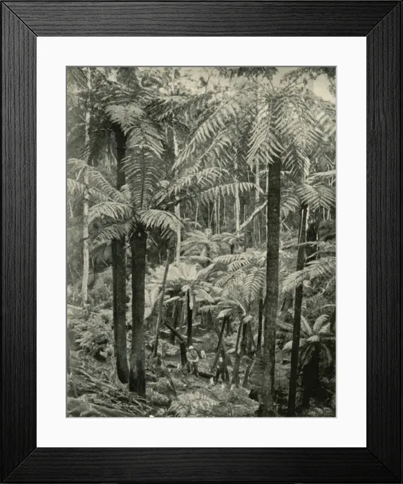 Framed Print : Giant Ferns at Gembrook, 1901. Creator: Unknown Framed Print : Giant Ferns at Gembrook, 1901. Creator: Unknown