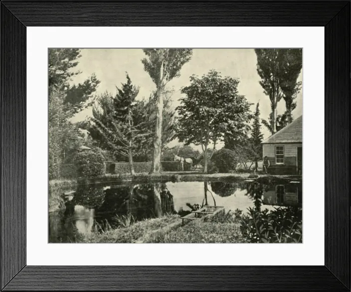 Framed Print : The Salmon Ponds, New Norfolk, 1901. Creator: Unknown Framed Print : The Salmon Ponds, New Norfolk, 1901. Creator: Unknown