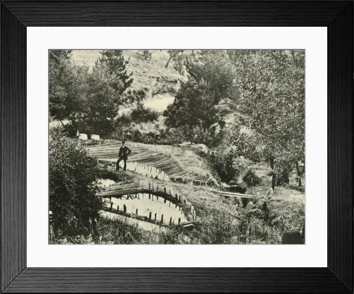 Framed Print : Fish Ponds, Ercildoune, near Ballarat, 1901. Creator: Unknown Framed Print : Fish Ponds, Ercildoune, near Ballarat, 1901. Creator: Unknown