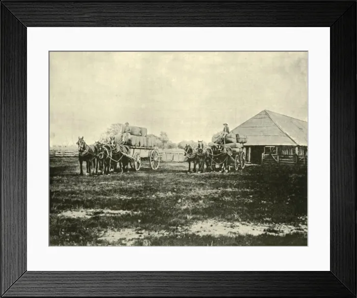 Framed Print : Loading Wool, Warrawooh Station, Wimmera, 1901. Creator: Unknown Framed Print : Loading Wool, Warrawooh Station, Wimmera, 1901. Creator: Unknown