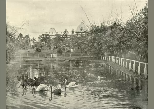 Papyrus Pond, Brisbane Botanical Gardens, 1901. Creator: Unknown