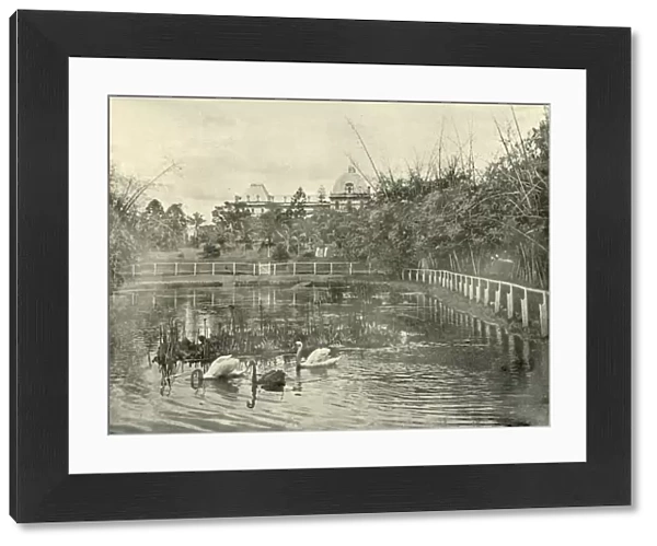 Papyrus Pond, Brisbane Botanical Gardens, 1901. Creator: Unknown