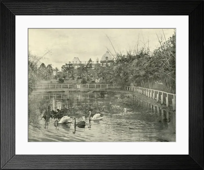 Framed Print : Papyrus Pond, Brisbane Botanical Gardens, 1901. Creator: Unknown Framed Print : Papyrus Pond, Brisbane Botanical Gardens, 1901. Creator: Unknown
