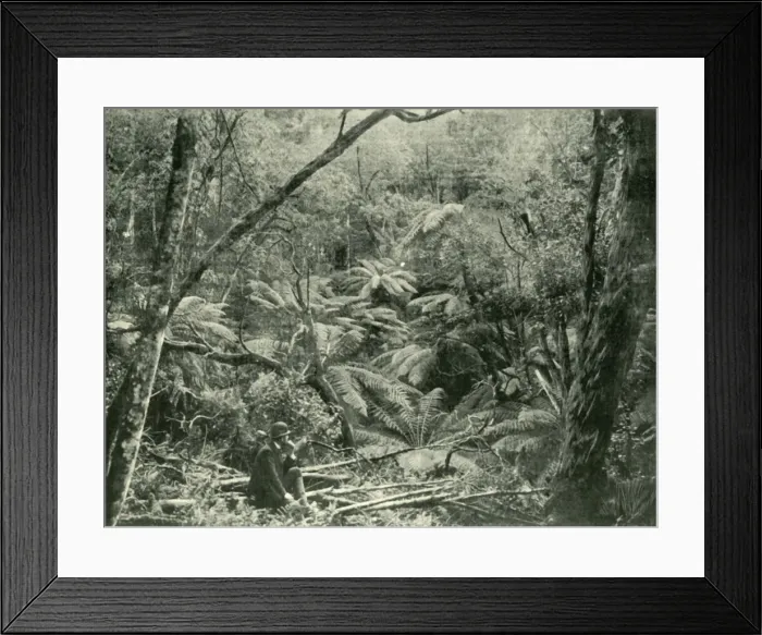 Framed Print : In the Dandenong Ranges, 1901. Creator: Unknown Framed Print : In the Dandenong Ranges, 1901. Creator: Unknown