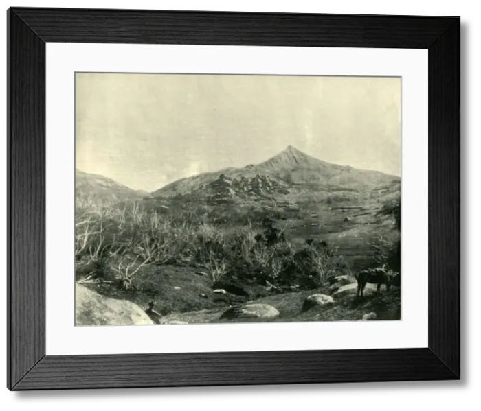 Framed Print : The Horn, Buffalo Mountains, Victoria, 1901. Creator: Unknown Framed Print : The Horn, Buffalo Mountains, Victoria, 1901. Creator: Unknown