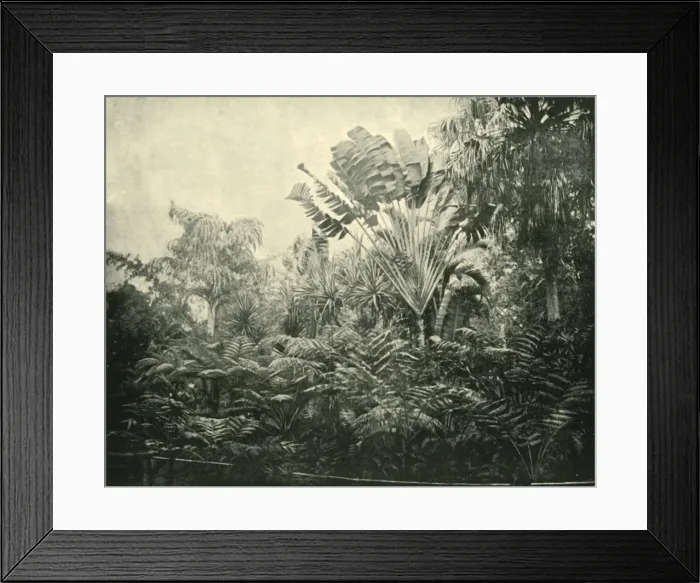 Framed Print : Palm and Fern Island, Botanic Gardens, Brisbane, 1901. Creator: Unknown Framed Print : Palm and Fern Island, Botanic Gardens, Brisbane, 1901. Creator: Unknown