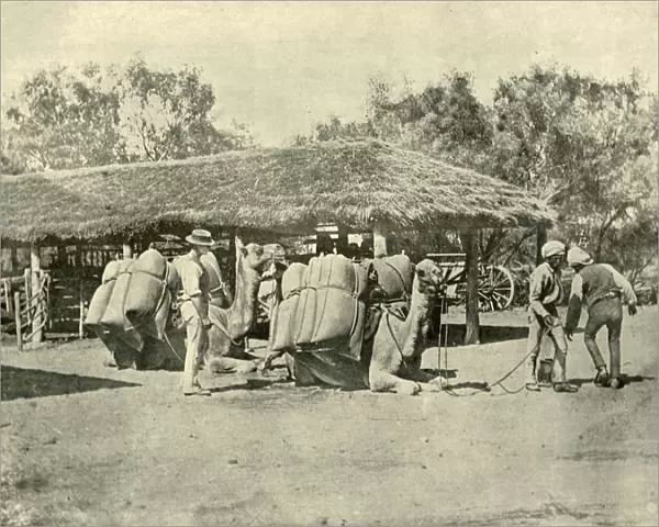 Loading Camels, on an Australian Station, 1901. Creator: Unknown