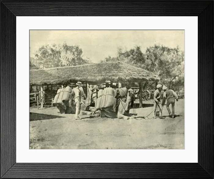 Framed Print : Loading Camels, on an Australian Station, 1901. Creator: Unknown Framed Print : Loading Camels, on an Australian Station, 1901. Creator: Unknown