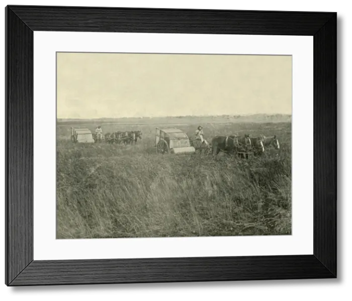 Framed Print : Stripping Wheat, Queensland, 1901. Creator: Unknown Framed Print : Stripping Wheat, Queensland, 1901. Creator: Unknown