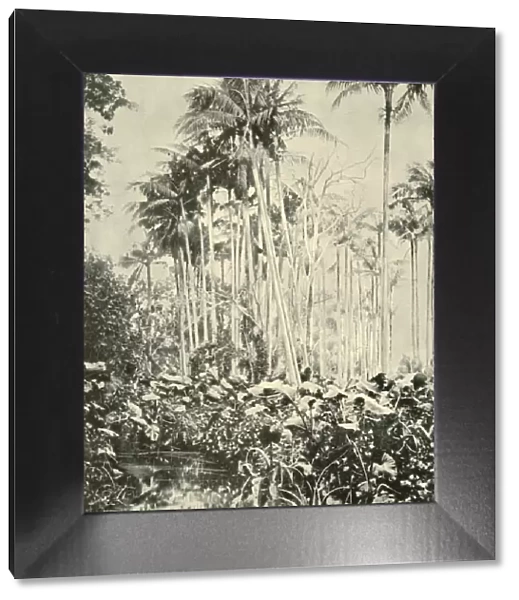 A Grove of Palms, 1901. Creator: Unknown