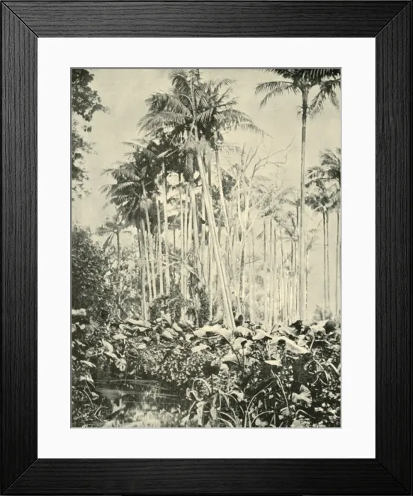 Framed Print : A Grove of Palms, 1901. Creator: Unknown Framed Print : A Grove of Palms, 1901. Creator: Unknown