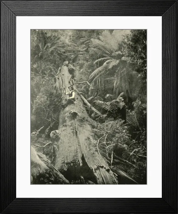 Framed Print : How Are The Mighty Fallen, 1901. Creator: Unknown Framed Print : How Are The Mighty Fallen, 1901. Creator: Unknown