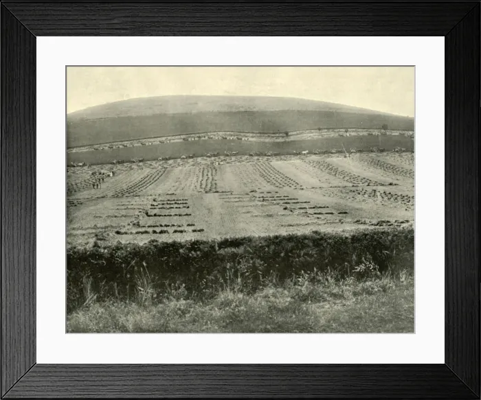 Framed Print : Reaper & Binder Competition, Mount Blowhard, near Ballarat, 1901. Creator: Unknown Framed Print : Reaper & Binder Competition, Mount Blowhard, near Ballarat, 1901. Creator: Unknown