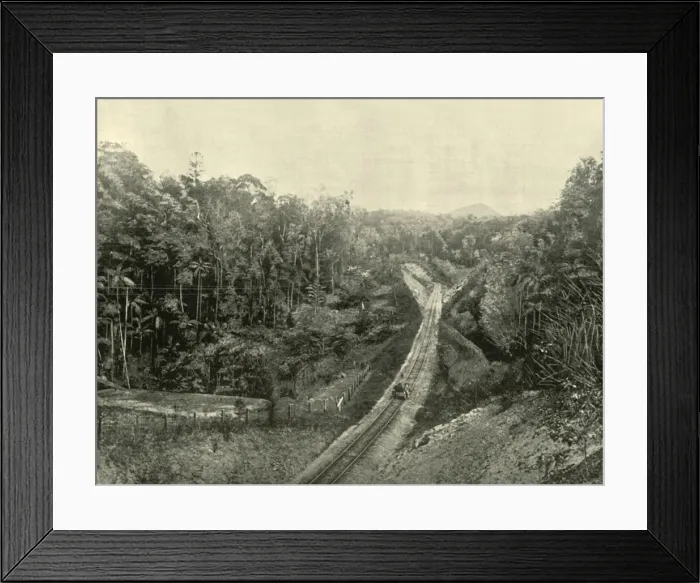Framed Print : In the Blackall Ranges, 1901. Creator: Unknown Framed Print : In the Blackall Ranges, 1901. Creator: Unknown