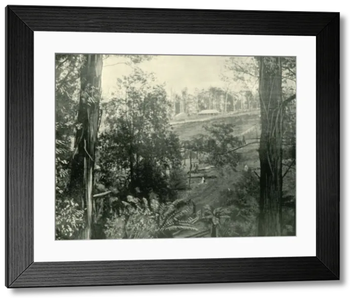 Framed Print : Scene at Upper Gembrook, Victoria, 1901. Creator: Unknown Framed Print : Scene at Upper Gembrook, Victoria, 1901. Creator: Unknown