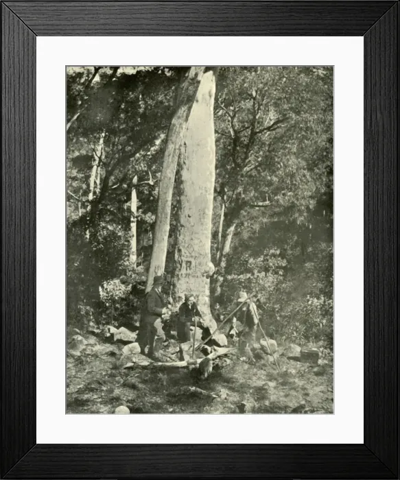 Framed Print : Eurobin Falls, Buffalo Mountains, 1901. Creator: Unknown Framed Print : Eurobin Falls, Buffalo Mountains, 1901. Creator: Unknown
