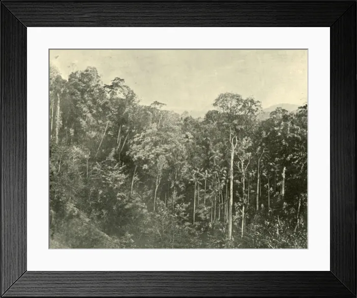 Framed Print : Tropical Scrubs, Blackall Range, Queensland, 1901. Creator: Unknown Framed Print : Tropical Scrubs, Blackall Range, Queensland, 1901. Creator: Unknown