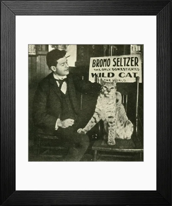Framed Print : A Pet Wild Cat. Creator: Unknown Framed Print : A Pet Wild Cat. Creator: Unknown