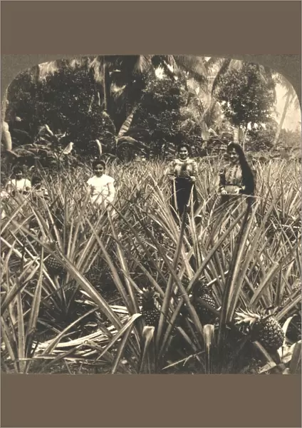 Pineapple Plantation, Mayaguez, Porto Rico, 1899. Creator: Works and Sun Sculpture Studios
