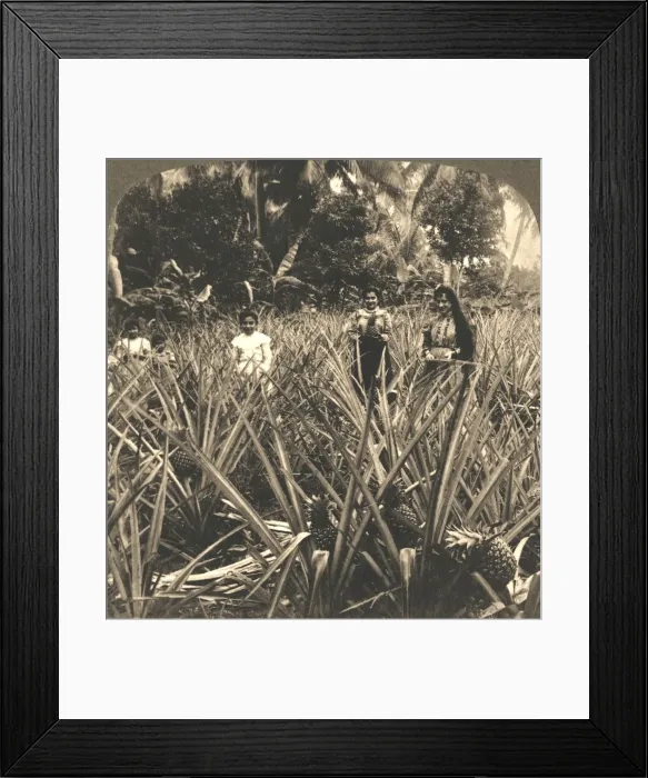Framed Print : Pineapple Plantation, Mayaguez, Porto Rico, 1899. Creator: Works and Sun Sculpture Studios Framed Print : Pineapple Plantation, Mayaguez, Porto Rico, 1899. Creator: Works and Sun Sculpture Studios