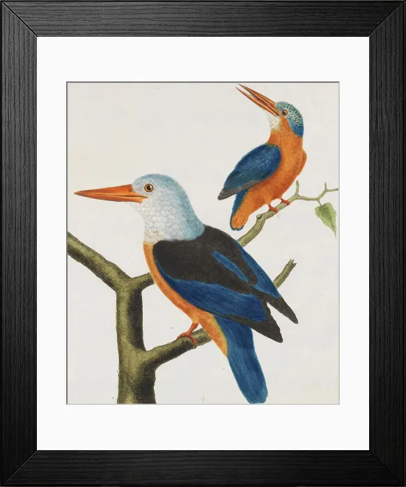 Framed Print : Histoire naturelle. Oiseaux. Planches enluminees, 1766-1782. Creator: Leclerc de Buffon Framed Print : Histoire naturelle. Oiseaux. Planches enluminees, 1766-1782. Creator: Leclerc de Buffon