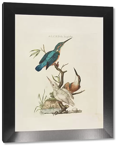 Nederlandsche vogelen: volgens hunne huishouding, aert, en eigenschappen, 1770-1829