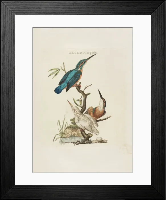 Framed Print : Nederlandsche vogelen: volgens hunne huishouding, aert, en eigenschappen, 1770-1829 Framed Print : Nederlandsche vogelen: volgens hunne huishouding, aert, en eigenschappen, 1770-1829