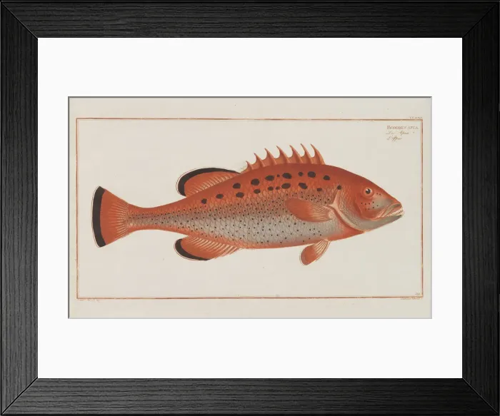Framed Print : Allgemeine Naturgeschichte der Fische Deutschlands, 1782-1793 Framed Print : Allgemeine Naturgeschichte der Fische Deutschlands, 1782-1793