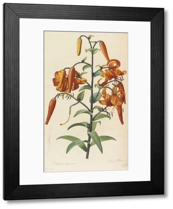 Framed Print : Les liliacees, 1804-1815. Creator: Redoute, Pierre-Joseph (1759-1840) Framed Print : Les liliacees, 1804-1815. Creator: Redoute, Pierre-Joseph (1759-1840)