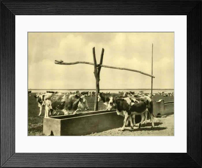 Framed Print : Cattle drinking at a trough, Burgenland, Austria, c1935. Creator: Unknown Framed Print : Cattle drinking at a trough, Burgenland, Austria, c1935. Creator: Unknown