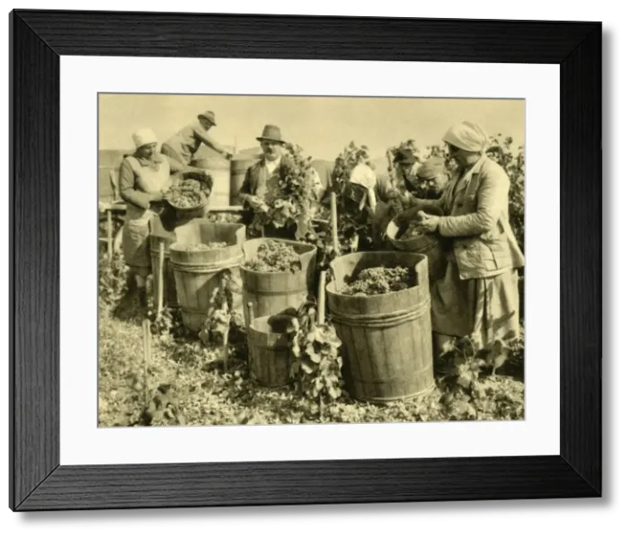 Framed Print : Wine harvest near Baden bei Wien, Lower Austria, c1935. Creator: Unknown Framed Print : Wine harvest near Baden bei Wien, Lower Austria, c1935. Creator: Unknown