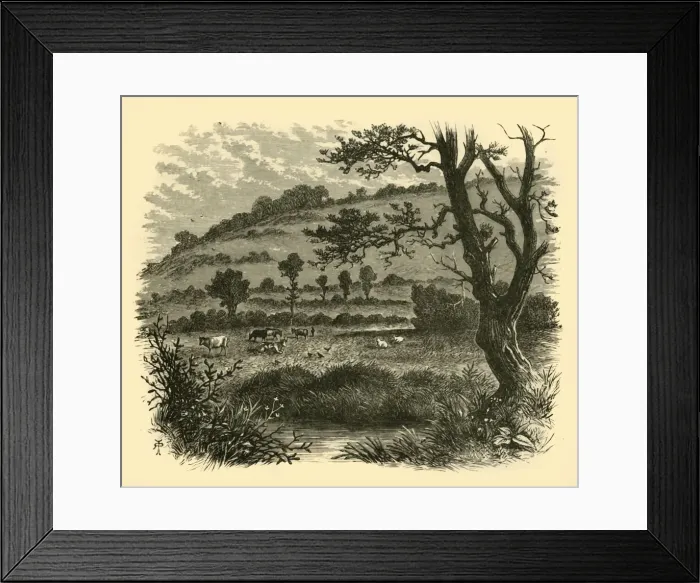 Framed Print : Thistledon, 1898. Creator: Unknown Framed Print : Thistledon, 1898. Creator: Unknown