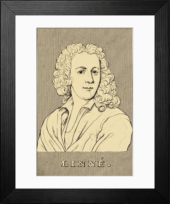 Framed Print : Linne, (1707-1778), 1830. Creator: Unknown Framed Print : Linne, (1707-1778), 1830. Creator: Unknown