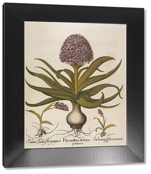 Hyacinthus stellatus, 1613. Creator: Besler, Basilius (1561-1629)