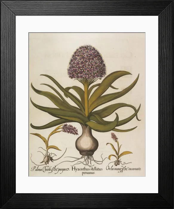 Framed Print : Hyacinthus stellatus, 1613. Creator: Besler, Basilius (1561-1629) Framed Print : Hyacinthus stellatus, 1613. Creator: Besler, Basilius (1561-1629)