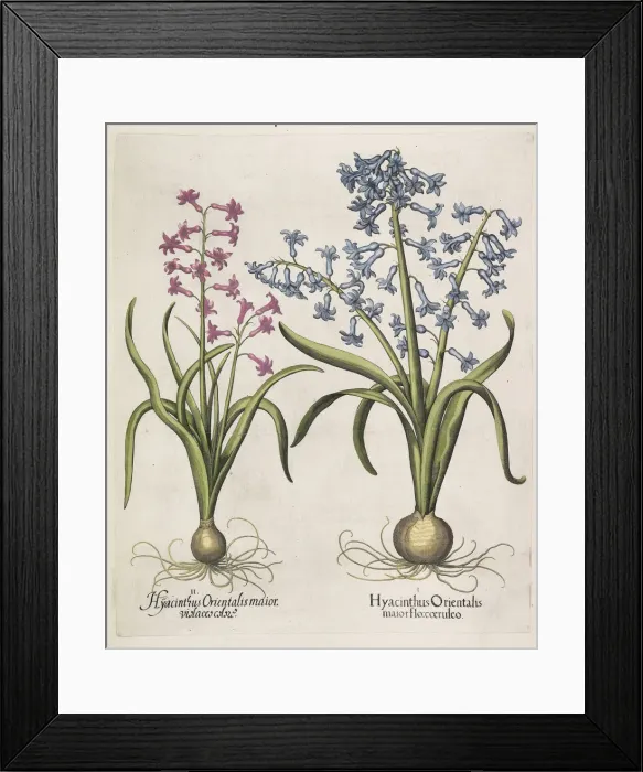 Framed Print : Hyacinthus orientalis, 1613. Creator: Besler, Basilius (1561-1629) Framed Print : Hyacinthus orientalis, 1613. Creator: Besler, Basilius (1561-1629)