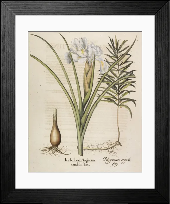 Framed Print : Iris bulbosa Anglicana, 1613. Creator: Besler, Basilius (1561-1629) Framed Print : Iris bulbosa Anglicana, 1613. Creator: Besler, Basilius (1561-1629)