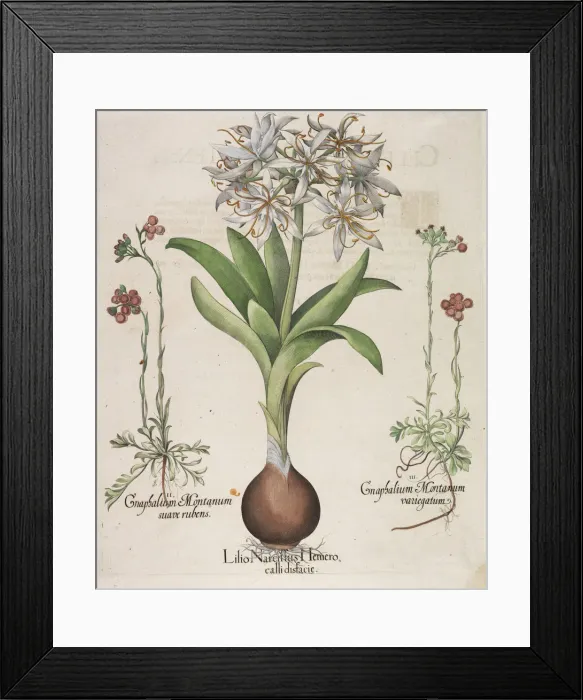 Framed Print : Lilio Narcissus Hemerocalli, 1613. Creator: Besler, Basilius (1561-1629) Framed Print : Lilio Narcissus Hemerocalli, 1613. Creator: Besler, Basilius (1561-1629)