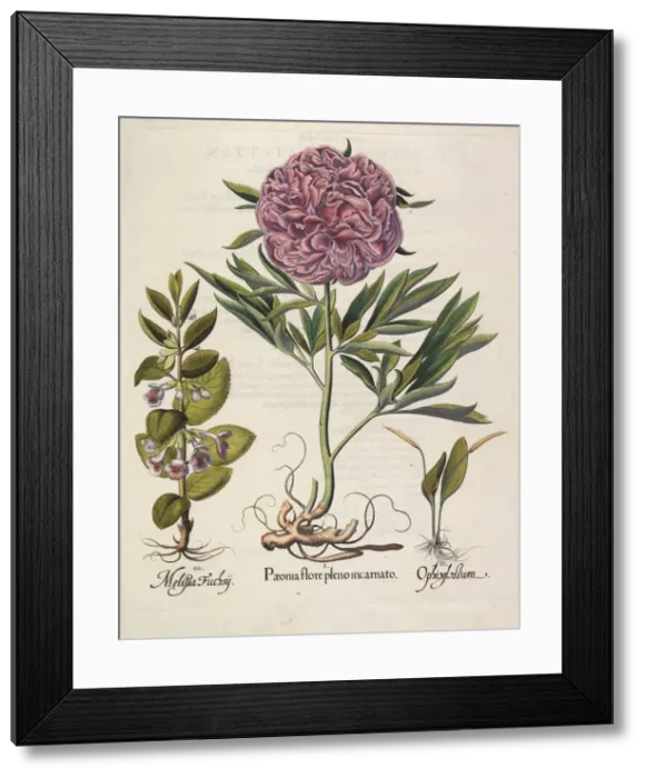 Framed Print : Paeonia flore pleno, 1613. Creator: Besler, Basilius (1561-1629) Framed Print : Paeonia flore pleno, 1613. Creator: Besler, Basilius (1561-1629)